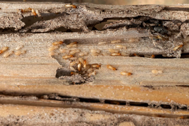 Best Local Pest Control Services  in Wales, WI