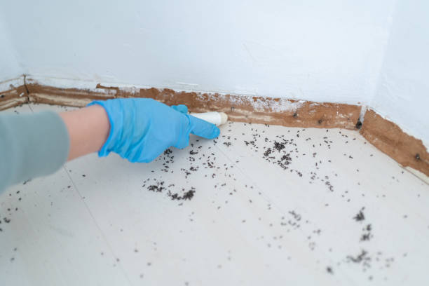 Best Mosquito Control Services  in Wales, WI